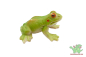 Preview: Schleich Frosch 14407
